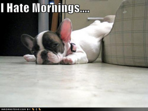 View Funny DOG pictures Collection,DOG funny picture