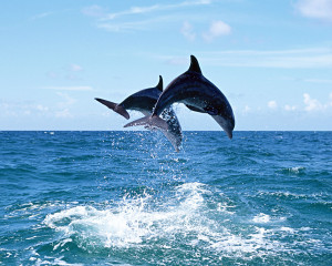 ... wallpapers of dolphins.All the wallpapers are in resolution 1280 X