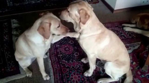 ... way to describe this video – these two yellow Labradors are in love