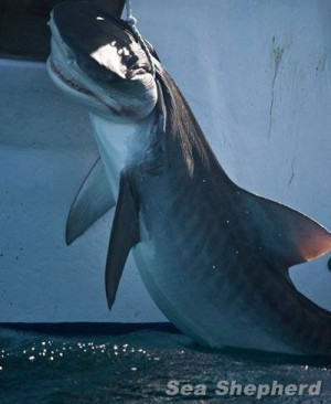 Save WA Sharks - Stop the Cull. http://www.marineconservation.org.au ...