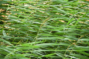 PP51510406-Wheat-Plant-Leaves-in-the-Wind.jpg