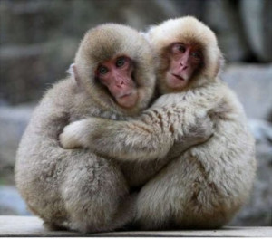 Animals need hugs too. Here are 21 pictures of animals hugging ...