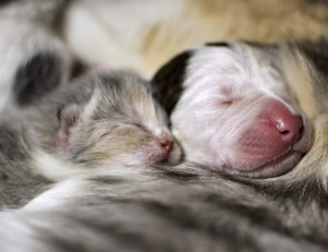 Cat nurses week-old, orphaned pit bull puppy