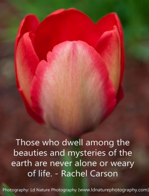Those who dwell among the beauties and mysteries of the earth are ...