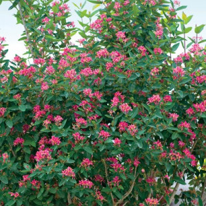 Pink Honeysuckle Hedge