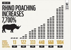 Rhino infographic describing the number of Rhinos that have been ...