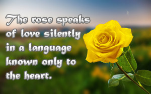 Quote Saying On Rose With YEllow Rose Image