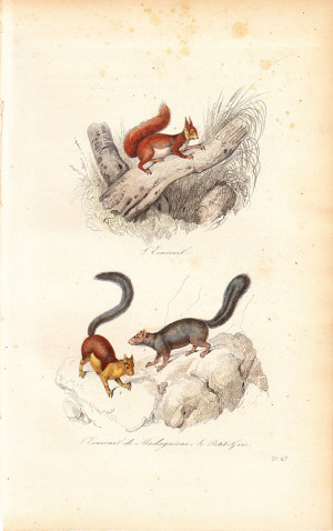 ... Antique SQUIRREL print By BUFFON, Squirrels, chipmunk madagascar