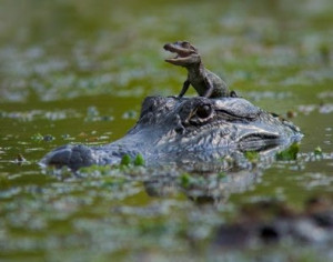 Funny Alligator | In Photos-Images