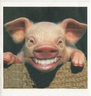 Funny Pig 331x350 Funny Pig