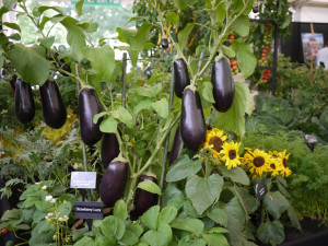 Brinjal And Strawberry Plants