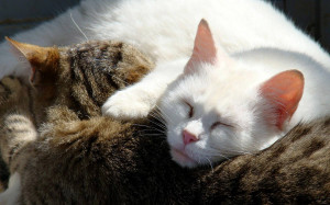 Sleeping Cats Widescreen HD Desktop Backgrounds, Wallpapers