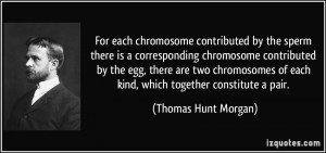 For each chromosome contributed by the sperm there is a corresponding ...