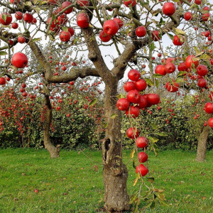 apples grow on small deciduous trees the tree originated in central ...