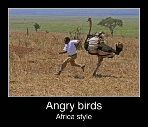 Related Pictures funny angry birds quotes