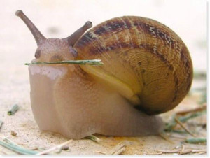 Cute snail, Cute snail