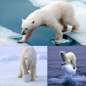 Now its the turn of polar bears to face extinction