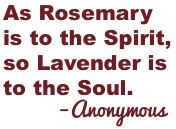 The lavender flowers should be harvested when they are dry and after ...