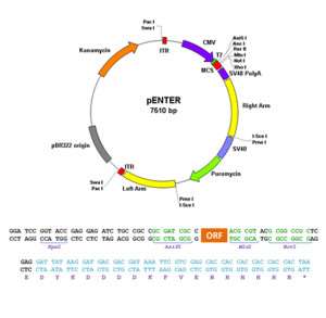 shRNA Plasmid Cloning