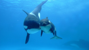 Orca Killer Whale Underwater