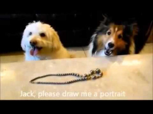 funny animal dogs comedy cat animals accidents funny cats compilation ...