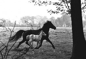 The Soul of the Horse