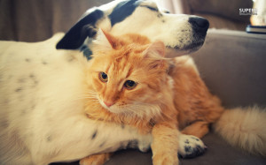Cat and dog love wallpaper 1280x800