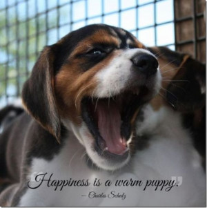 Quotes For the Love of Your Pets [20 Photos]