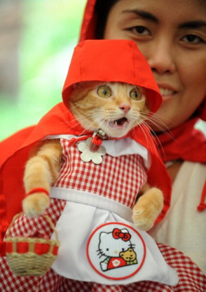 ... Funny, Dogs Halloween Costumes, Red Riding Hoods, Photo, Hello Kitty