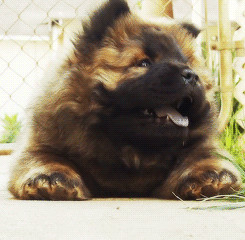 gif puppy chow chow chow chow puppy