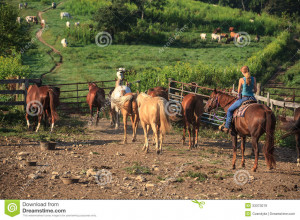 On a horse ranch in Linden, Virginia, a female cowgirl is saddled up ...