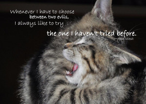Cat Fight Quote Photograph