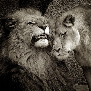 Lion Couple Snuggle Image