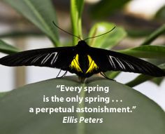 is the only spring . . . a perpetual astonishment.” Ellis Peters ...