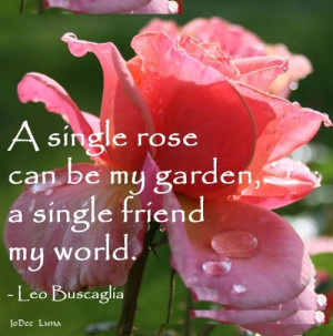 single rose can be my garden.....A single friend, my world ...