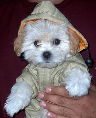 malamute wolf hybrid puppies , Click on cached similarbefore after dog ...