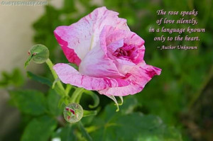 To Rose Speaks of love Silently ~ Flowers Quote