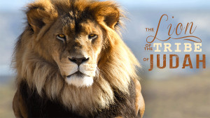 The Lion of The Tribe of Judah