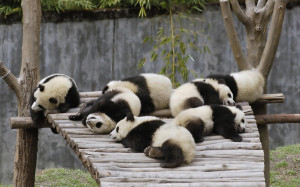Home - Wallpapers / Photographs - Animals - Pandas