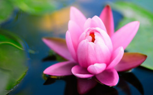 Description: The Wallpaper above is Pink water lily hd Wallpaper in ...