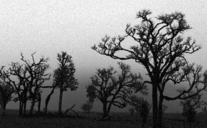 More Canterbury Tales