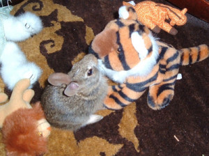 Quotes About Animals