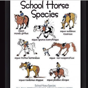 Horse species equine quotes funny