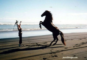 ... horse lovers php target _blank click to get more horse lovers comments