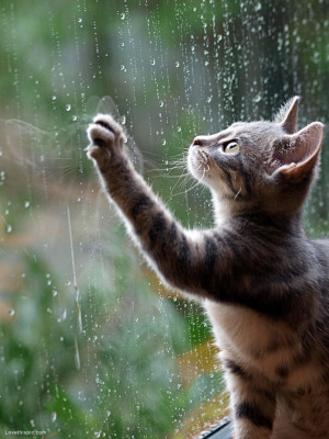 Cat watching the rain fall