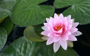 Lotus flower Wallpapers Pictures Photos Images