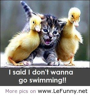 we are going to swim funny pictures funny quotes funny jokes