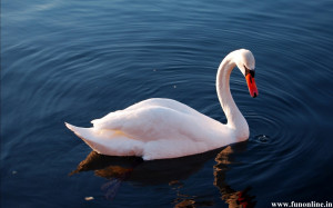 simply beautiful birds swan wallpapers beautiful white swan swimming