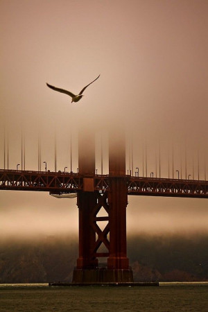 ... Seagull soaring in the foreground. The epitome of San Francisco