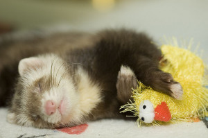 16 cute ferrets